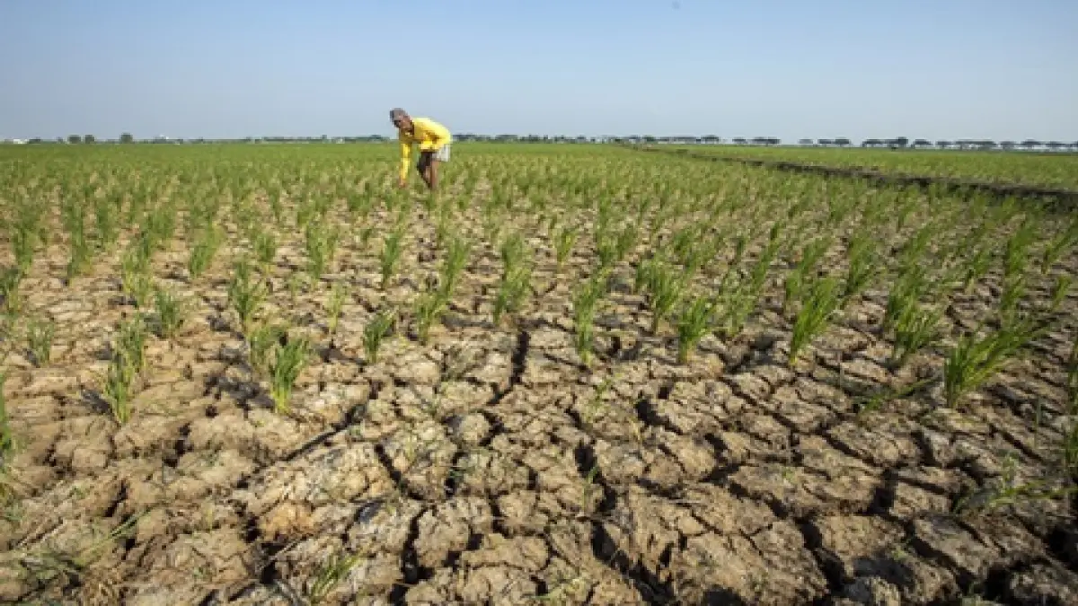 Ilustrasi kemarau.