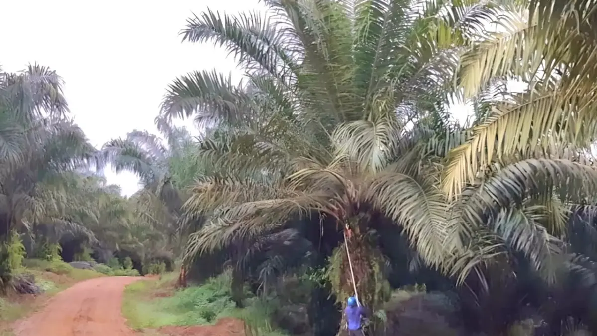 Sektor perkebunan kelapa sawit masih belum terlalu dilirik pancari lowongan pekerjaan. Sektor tambang masih jadi incaran utama.