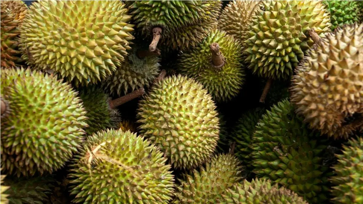 Ilustrasi durian.