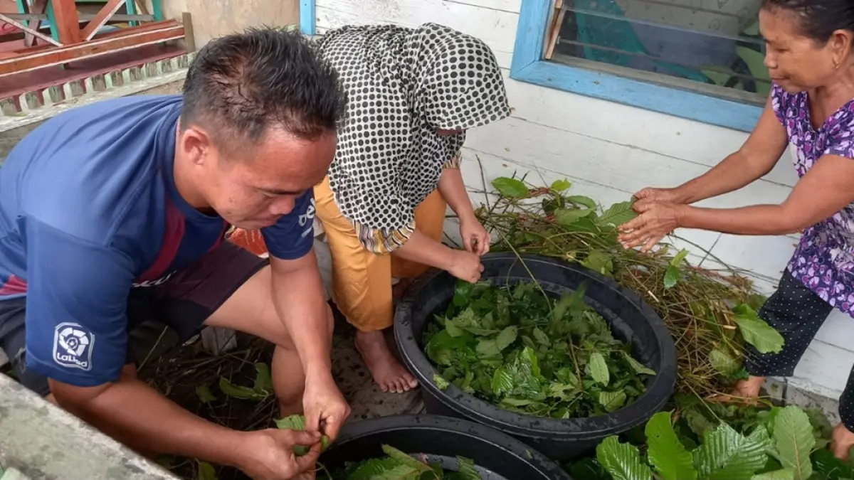 Pengujian daun kratom di Laboratorium Politeknik Pontianak, yang berada di Kampus Program Studi di Luar Domisili (PDD) Putusibau. Riset ini bertujuan untuk meningkatkan kualitas produk kratom