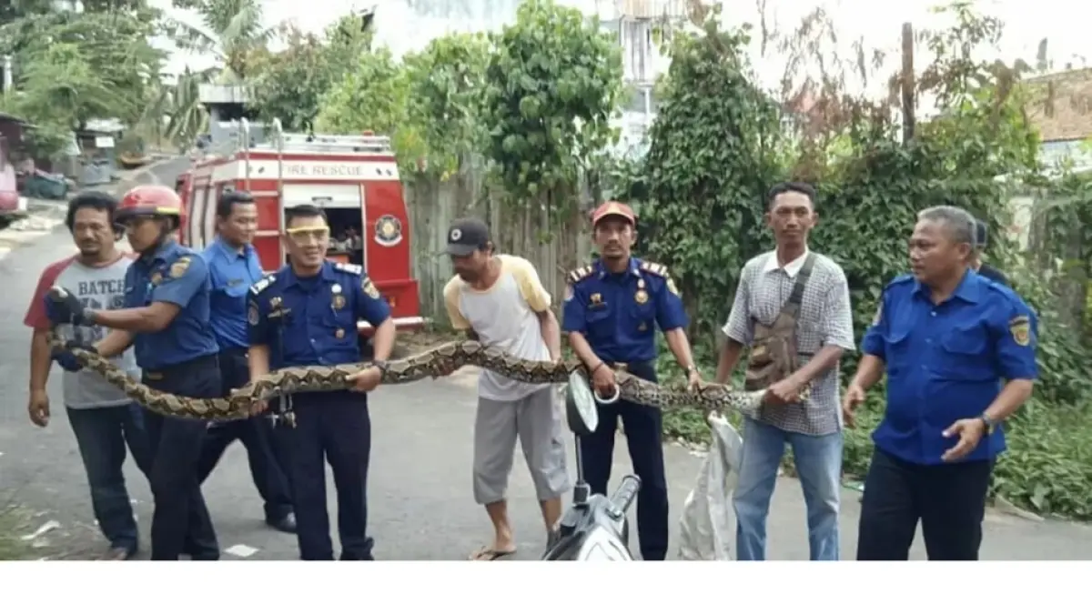 Petugas Disdamkarmat Samarinda saat menangkap ular yang masuk ke permukiman dan membuat warga resah. (Ist)