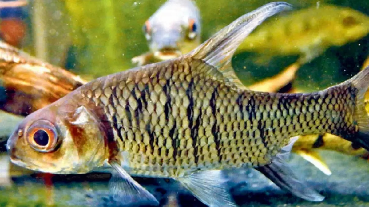 Ikan Tengalan Borneo (JAWAPOS)