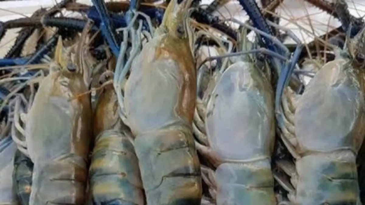 Ilustrasi udang galah