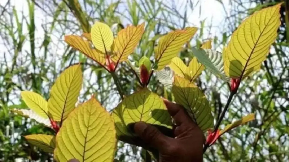 Tumbuhan kratom banyak terdapat dan tumbuh di sepanjang Sungai Karang Mumus. Sungai ini mengalir mulai Kabupaten Kukar hingga Samarinda.