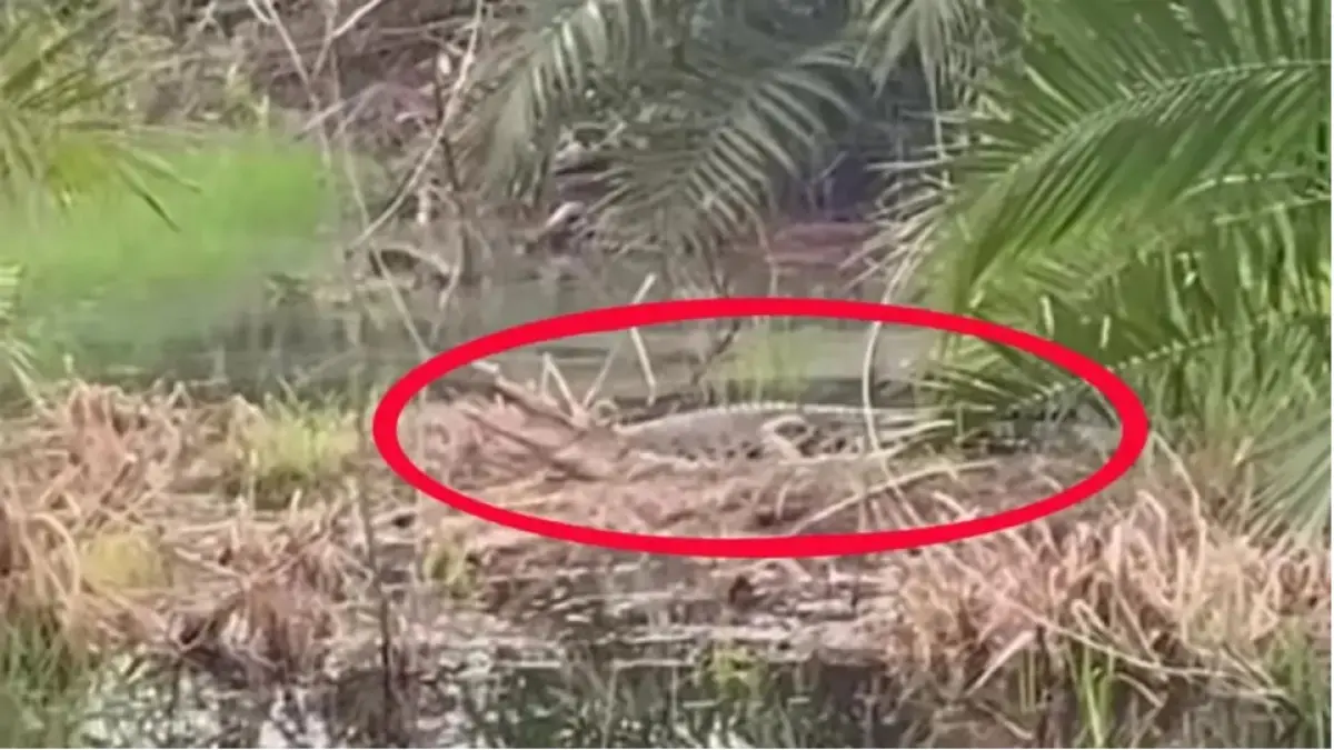 Penampakan buaya muara saat sedang berjemur di salah satu wilayah di Samuda Kecil, Kecamatan Mentaya Hilir Selatan, Sabtu (25/4/2026).