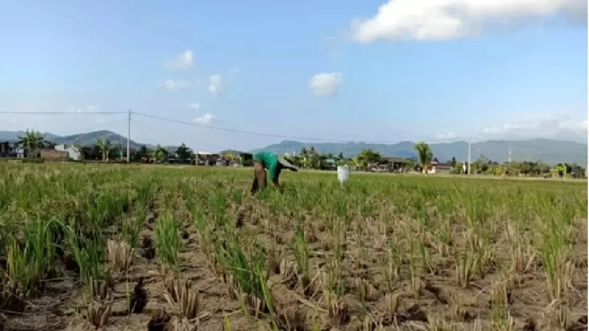 SAWAH KERING: Fenomena El Nino berdampak rendahnya curah hujan hingga mengakibatkan kekeringan. (NUR CAHYONO/JAWA POS RADAR PACITAN)