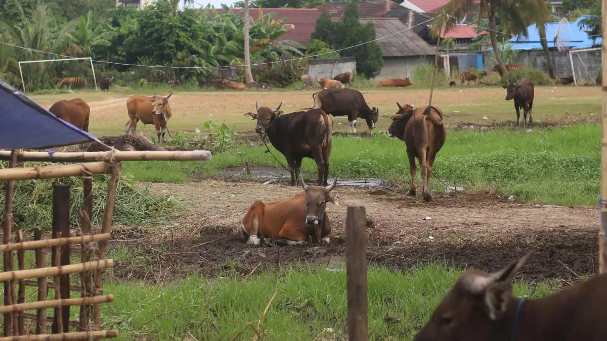 PERSIAPAN: Pedagang hewan kurban di Kota Balikpapan mulai mempersiapkan stok sapi dan kambing menjelang Iduladha 2026. ANGGI PRADITHA/KALTIM POST