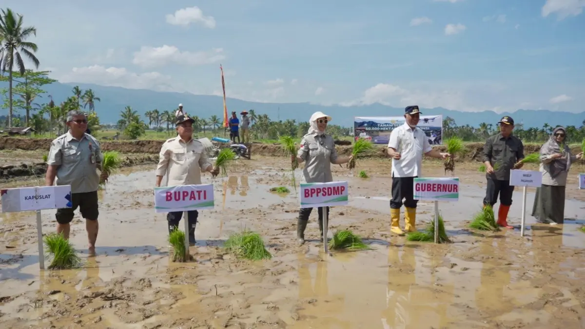 SEREMPAK: Gerakan tanam serempak pada Kamis, 30 April 2026 di Kabupaten Agam, Sumbar. 
