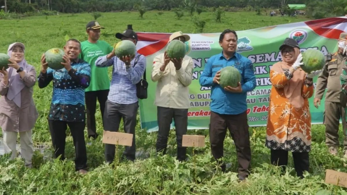 PANEN RAYA: Kampung Dumaring, Kecamatan Talisayan, Berau, berhasil menghasilkan semangka 20 ton dari lahan tidur seluas 1,5 hektare tahun 2026 ini. IST/PROKOPIM
 