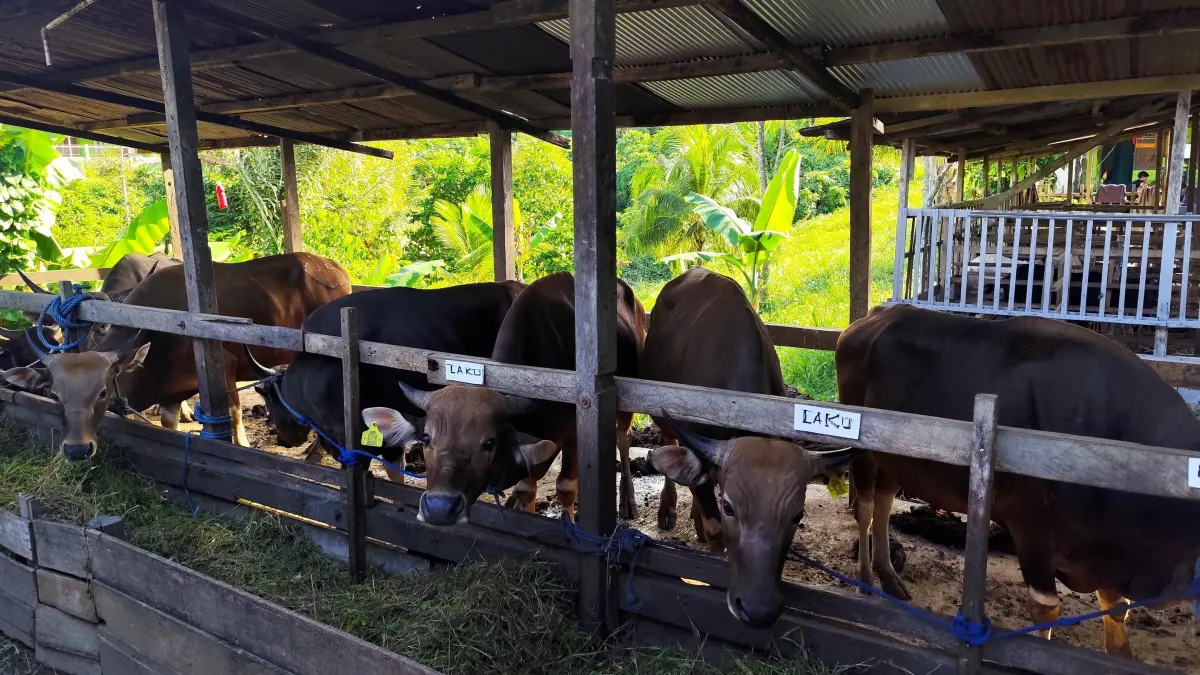 Lapak hewan kurban Mitra Abadi, Jo di Kelurahan Sukarame, Tenggarong (Elmo/Prokal.co)