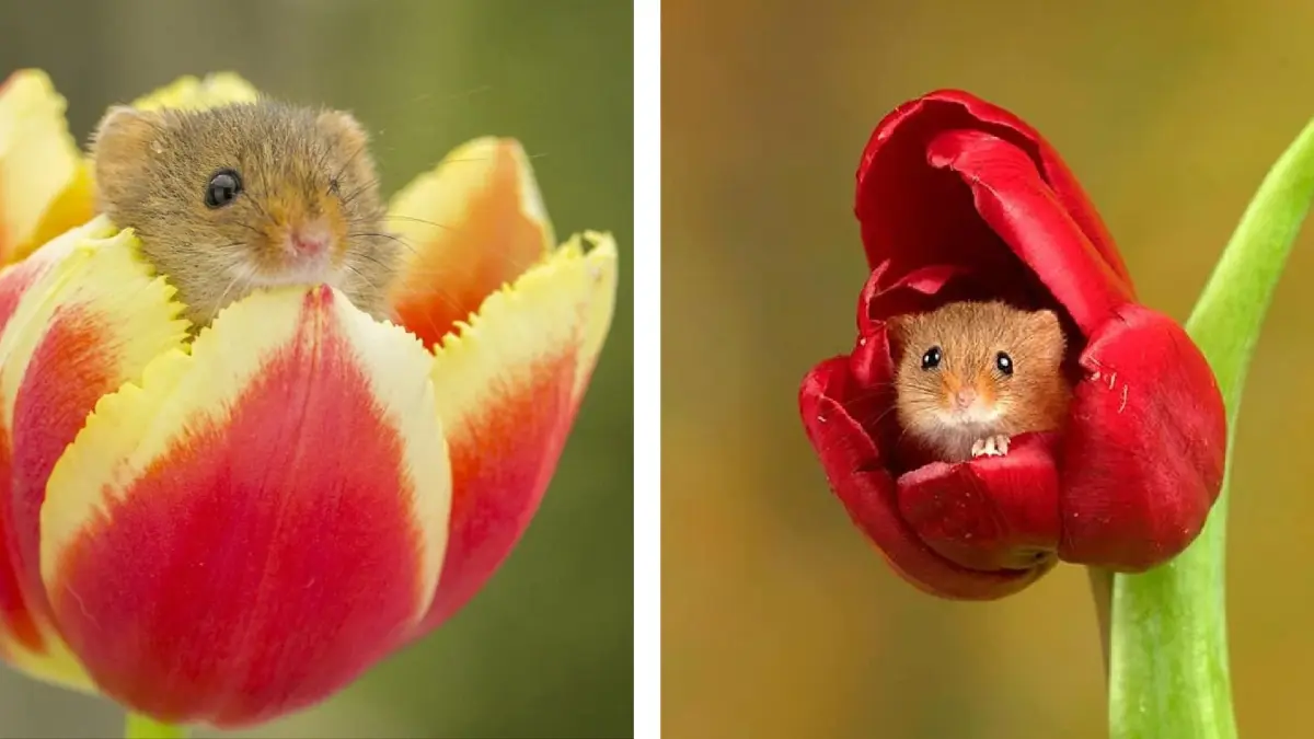 Tikus panen (harvest mouse) di dalam kelopak bunga tulip.