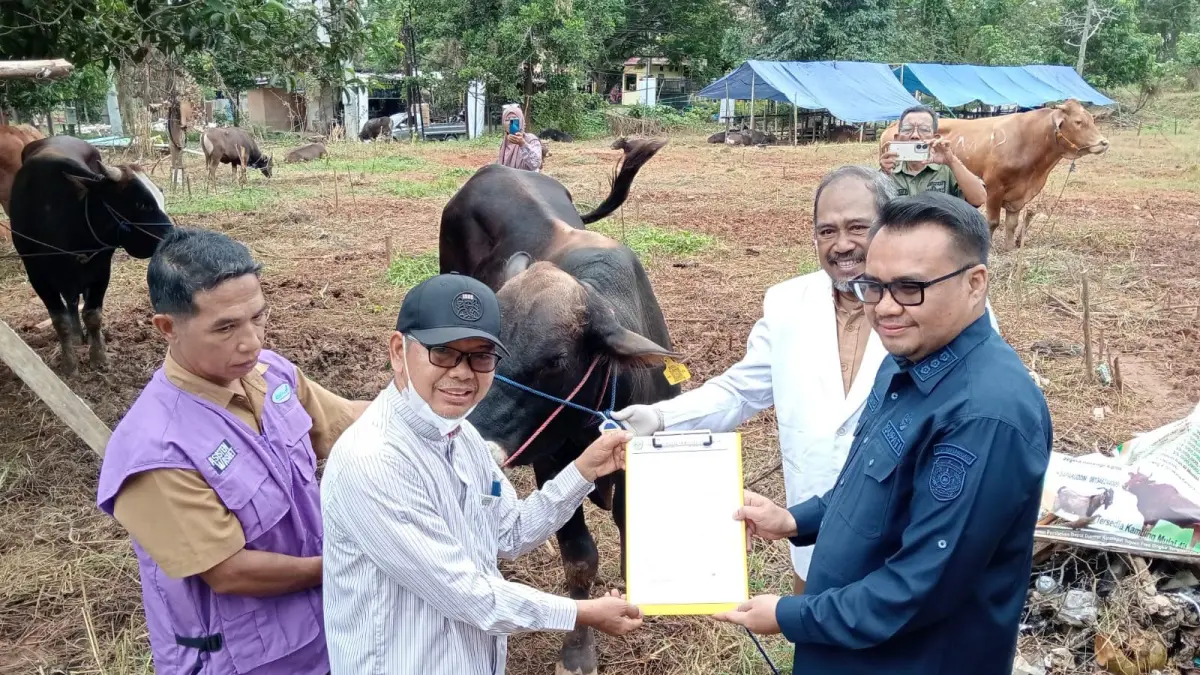 &nbsp;Bupati Kukar Aulia Rahman Basri melakukan monitoring hewan kurban jelang Iduladha 1447 Hijriah (Istimewa)