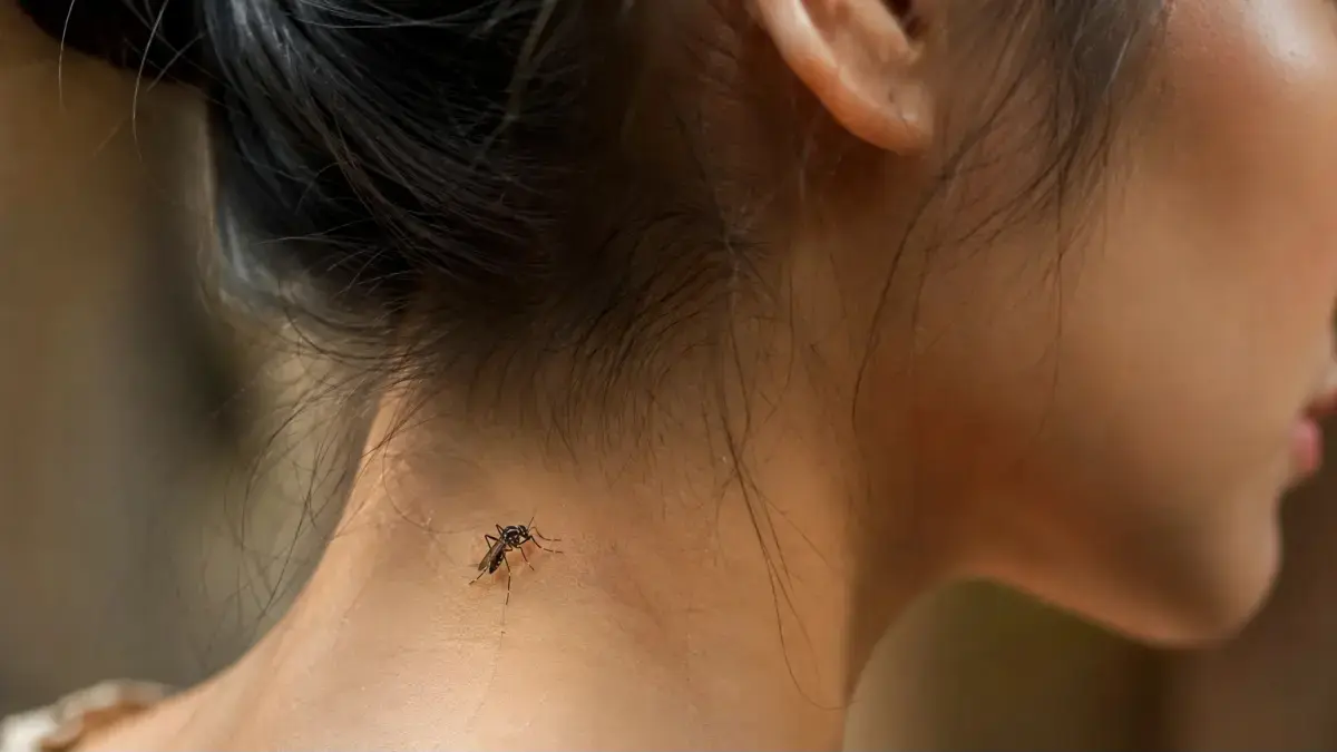 Ilustrasi nyamuk penular Malaria Knowlesi.