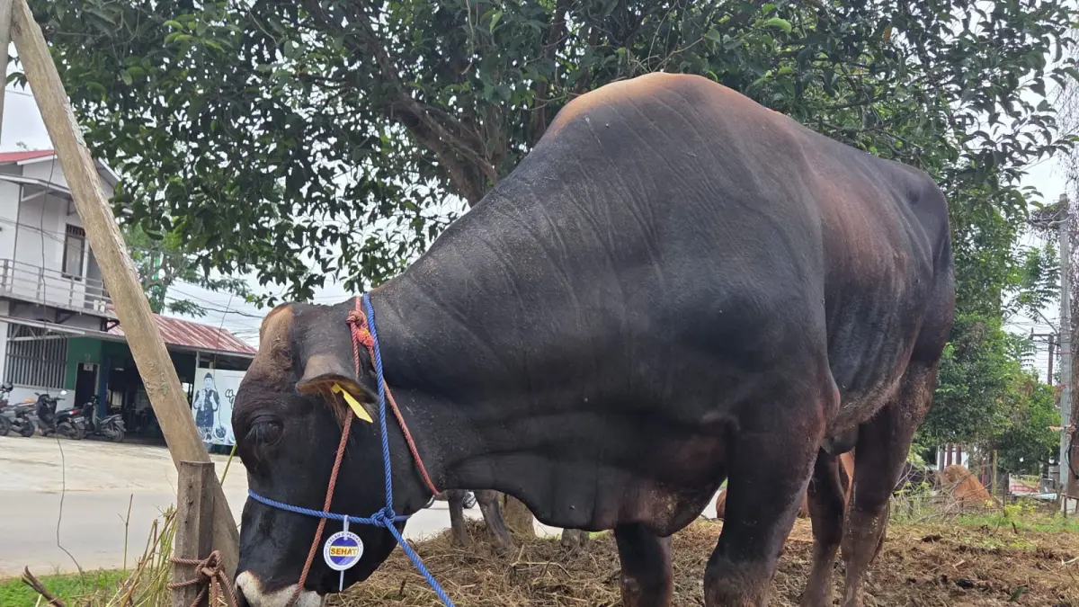Sapi kurban yang telah ditandai sehat oleh Distanak Kukar (Elmo/Prokal.co)