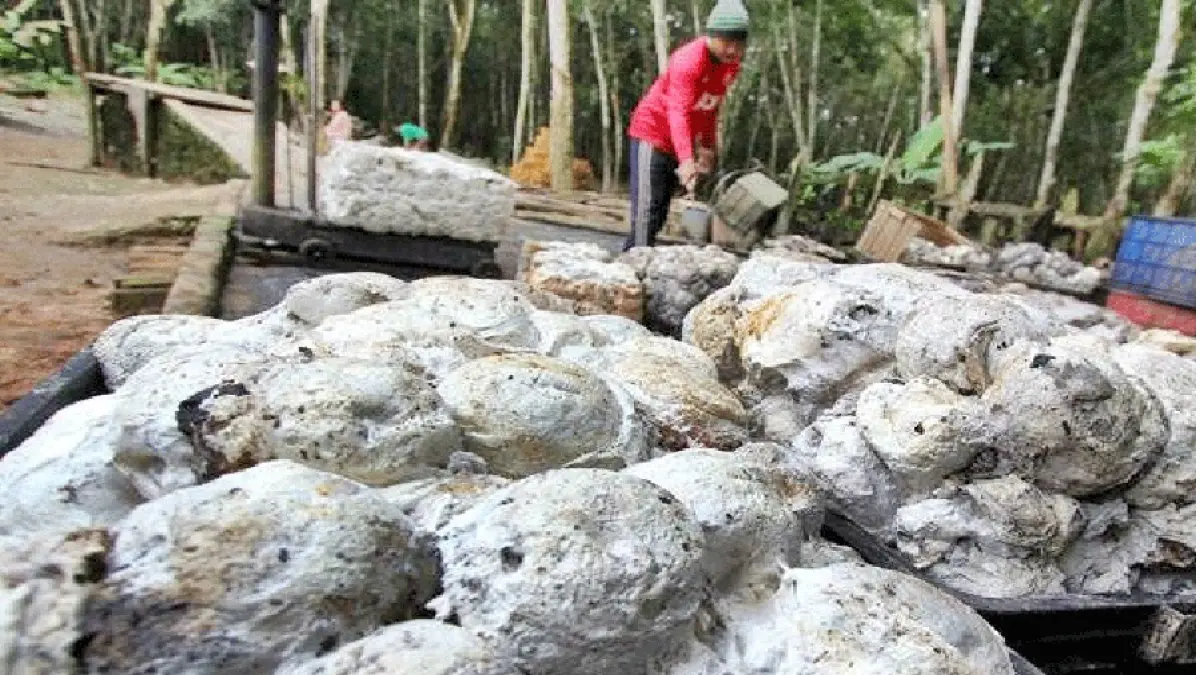 KARET: Bahan olah karet hasil sadapan petani di Kalbar dianggap kurang memenuhi standar mutu. Hal ini membuat harganya sulit naik.