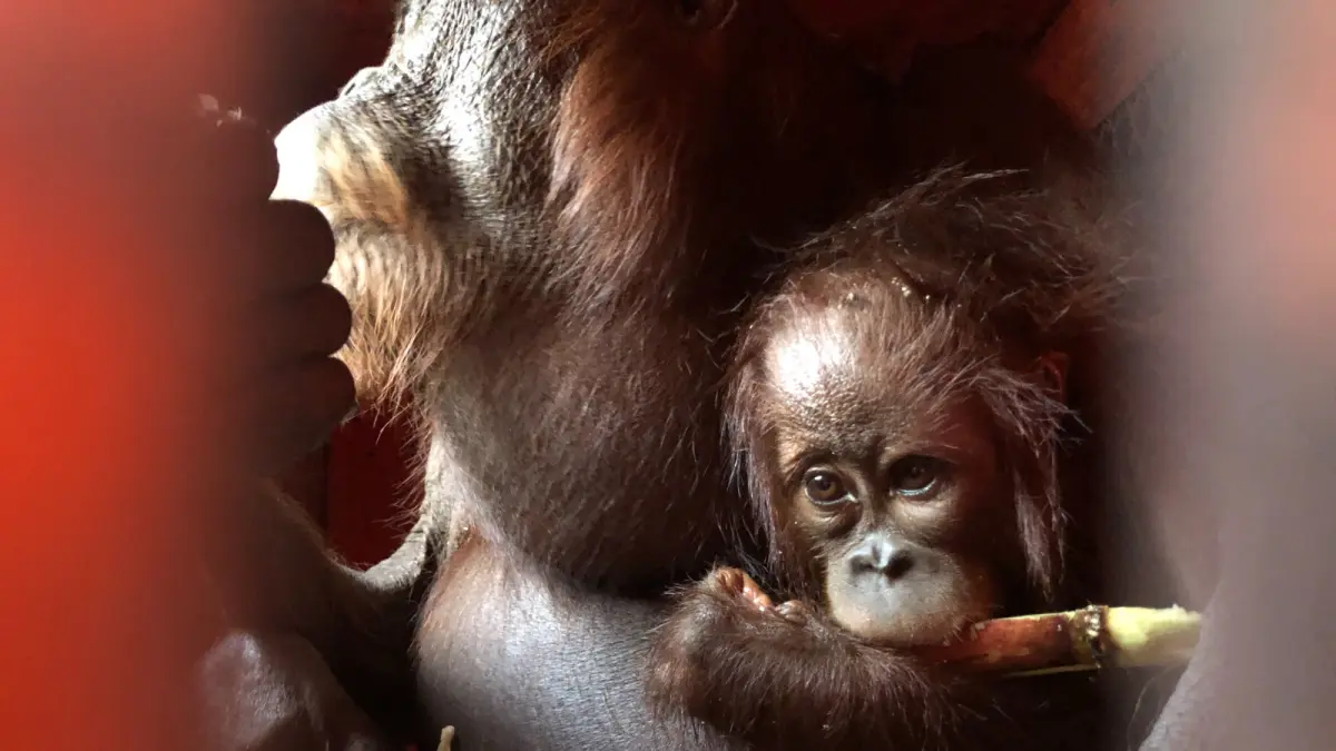 Orang utan