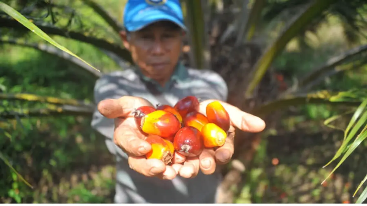 Seorang petani sawit mandiri di Dusun Nanga Kebebu, Desa Nanga Kebebu, Kecamatan Nanga Pinoh, Kabupaten Melawi menunjukkan hasil panen buah sawit miliknya. ARIEF NUGROHO/PONTIANAK POST