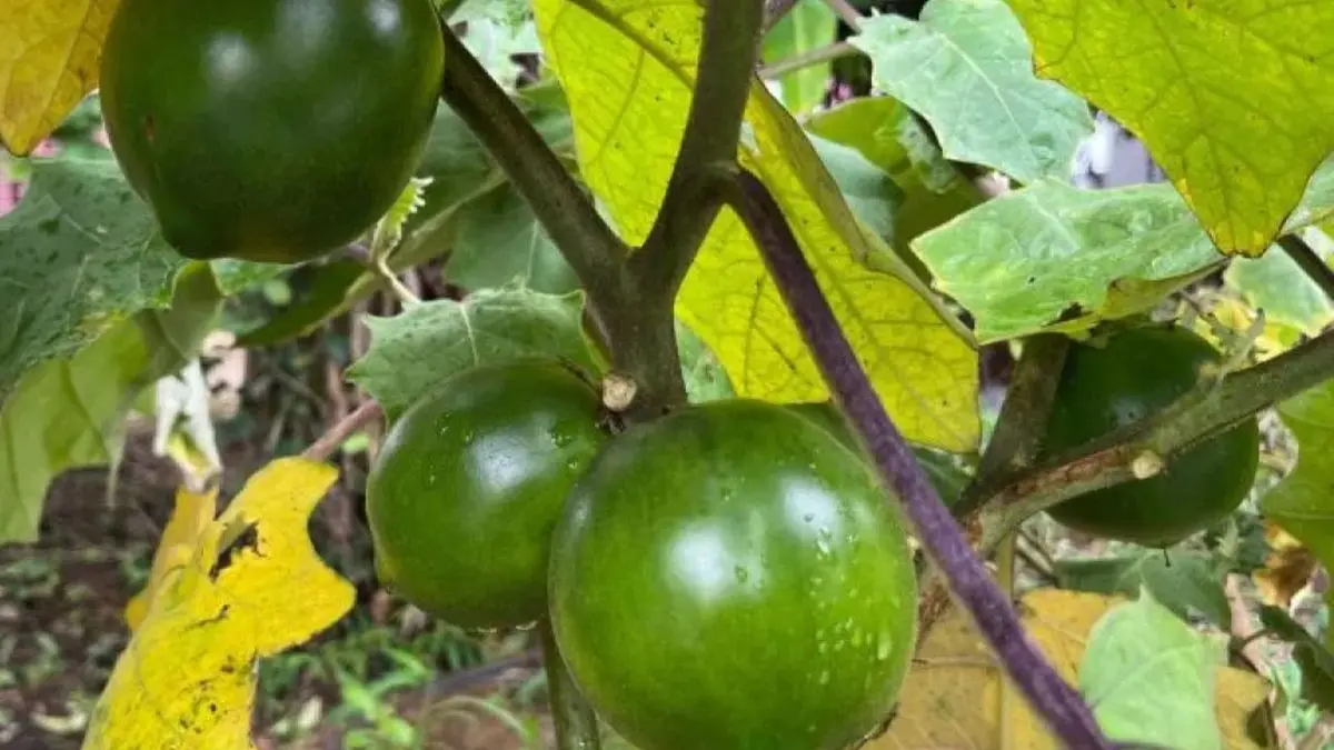 Terong berduri (Solanum kalimantanense) endemik di pedalaman hutan Kalimantan. (BRIN)