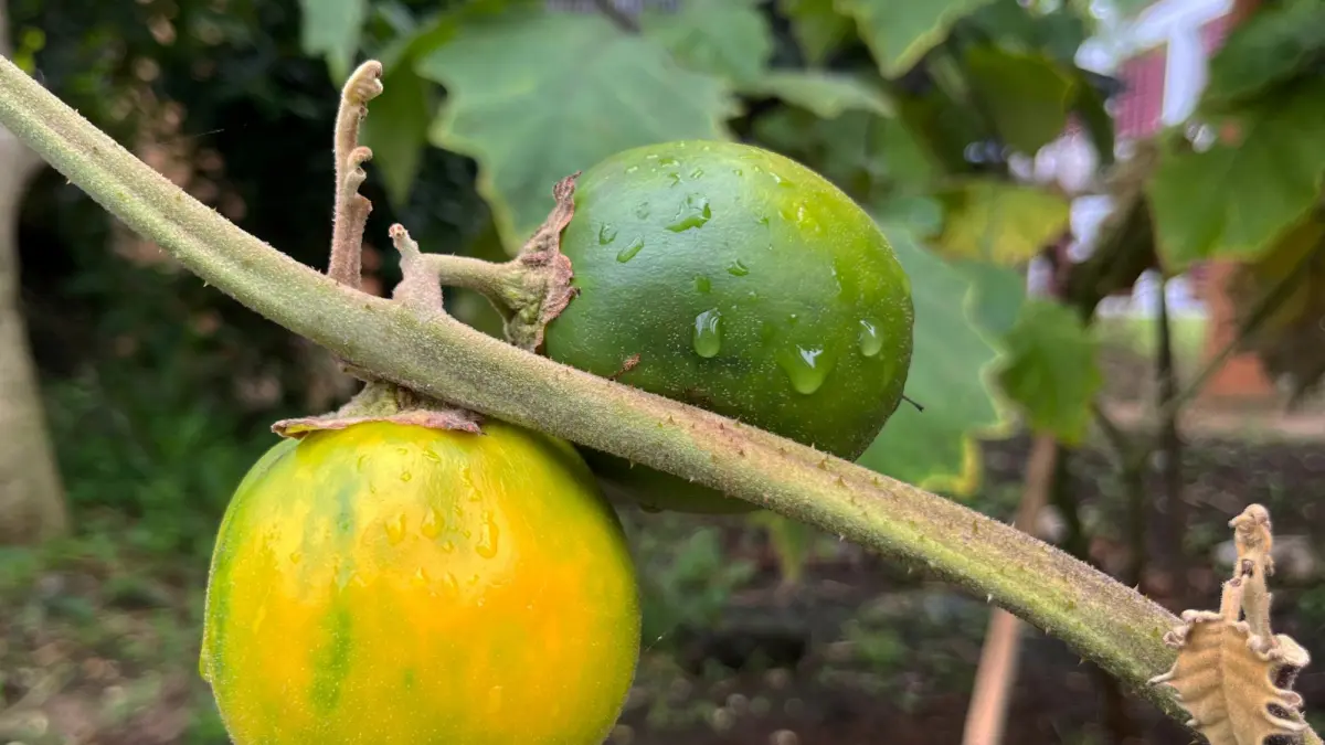 Terong berduri (Solanum kalimantanense) endemik di pedalaman hutan Kalimantan. (BRIN)