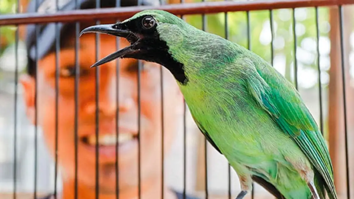 Burung Cucak Ijo