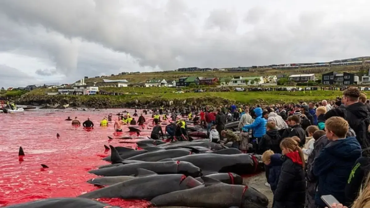 Tradisi pembantaian paus pilot di Kepulauan Faroe. (CPWF UK)