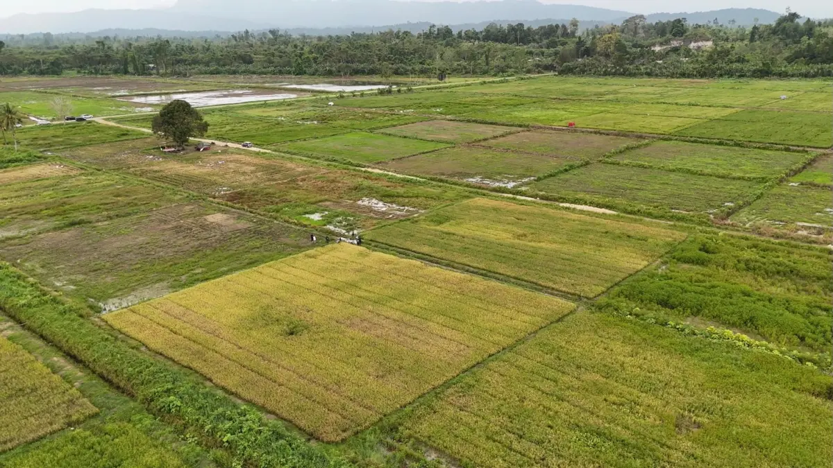 DUKUNGAN: Program cetak sawah dan pengembangan pertanian yang dijalankan Kementan RI di Papua. ISTIMEWA