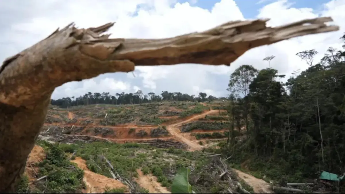 Kondisi lahan yang berubah menjadi sawit.(FacebookSaveourborneo)