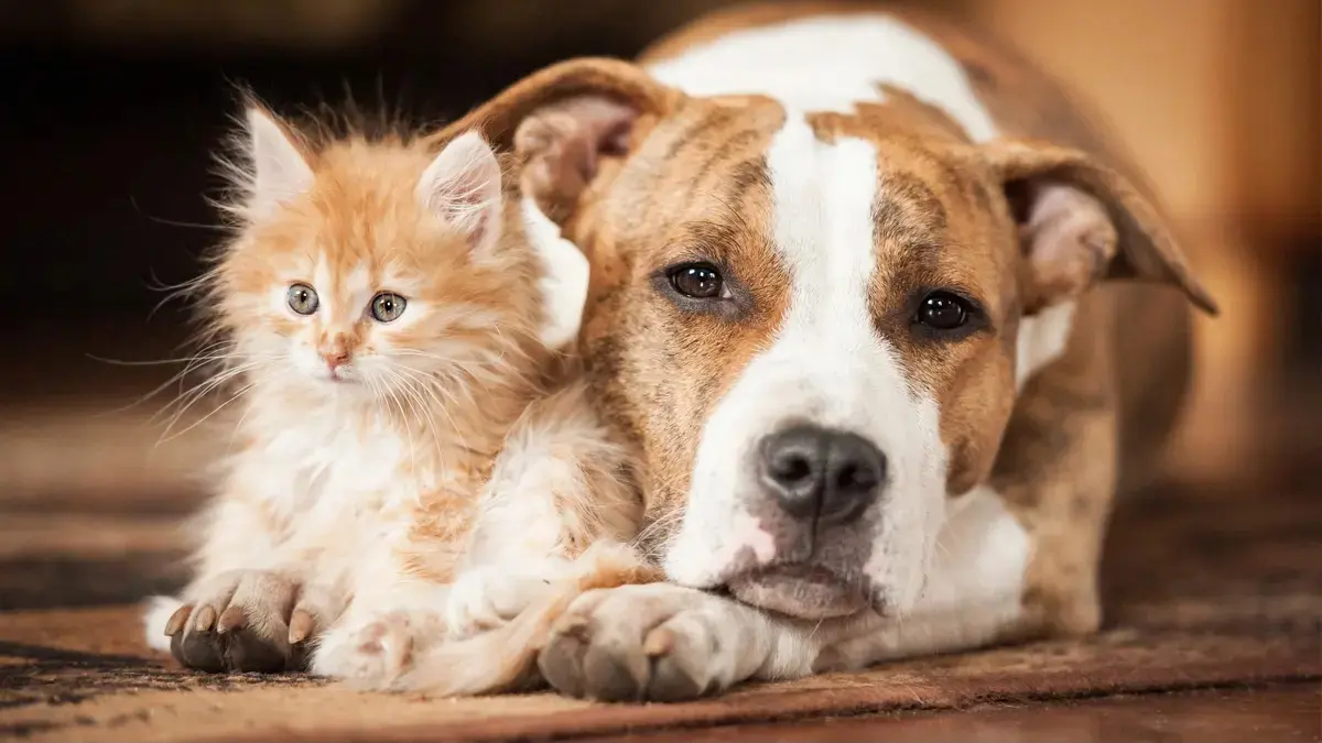 Ilustrasi kucing dan anjing.