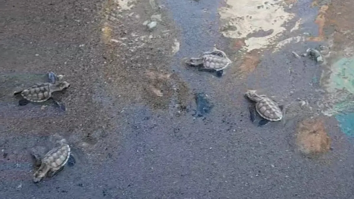 Tukik penyu lekang yang dilepas di Teluk Balikpapan, Senin (8/6/2026). (ARIF FADILLAH/ Balikpapan Pos)
