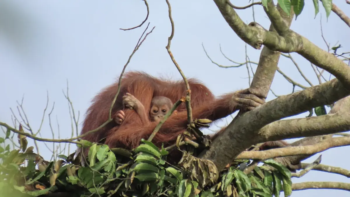 Induk orangutan dan anaknya.