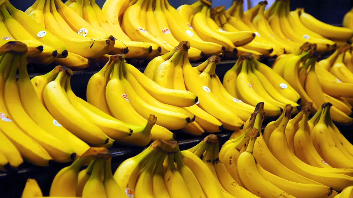 Pisang jenis Cavendish.