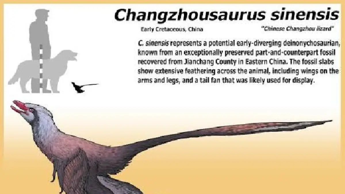 Changzhousaurus sinensis