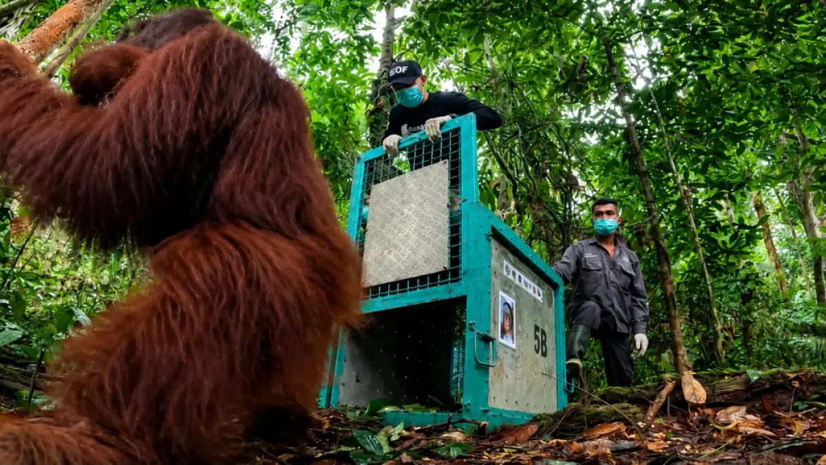 Seekor orangutan melangkah menuju habitat alaminya saat proses pelepasliaran di hutan Kalimantan. Kelima orangutan tersebut sebelumnya menjalani rehabilitasi di Nyaru Menteng setelah diselamatkan dari berbagai ancaman, termasuk kebakaran hutan dan kehilangan habitat. (ANTARA)