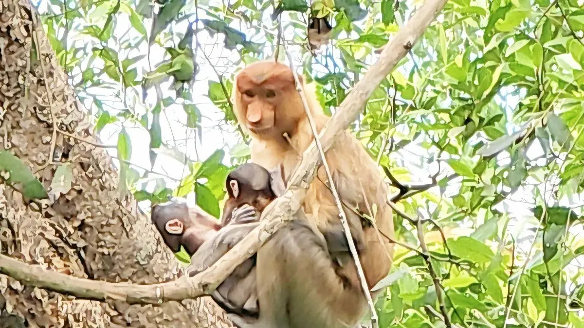 Bayi kembar bekantan bersama induknya di Pulau Curiak. (HO-SBI)
