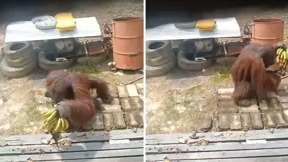 Orangutan yang sempat direkam warga.