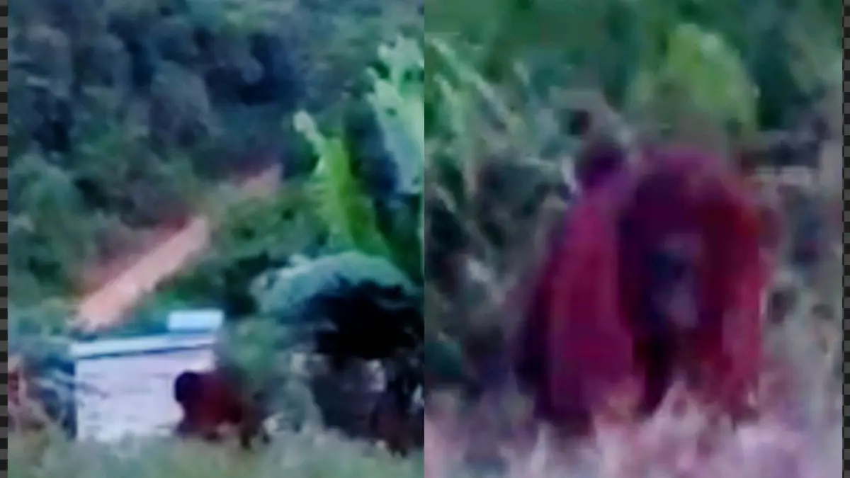 Orangutan yang muncul di pemukiman warga, di Kutim.
