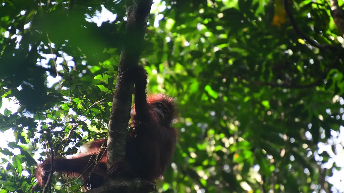 Orangutan yang dilepasliarkan.