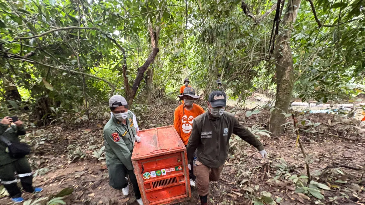 Pelepasliaran orangutan di Kutim.