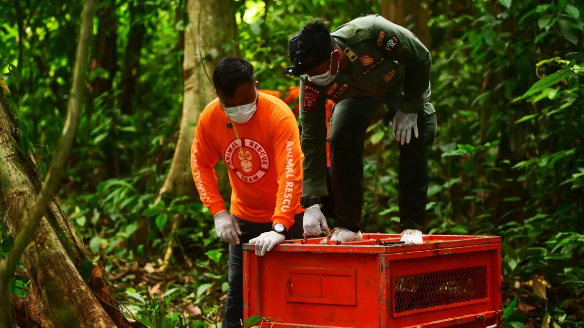 Pelepasliaran orangutan di Kutim.