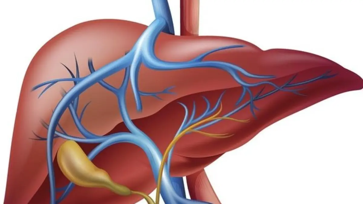 Ilustrasi hati atau liver.