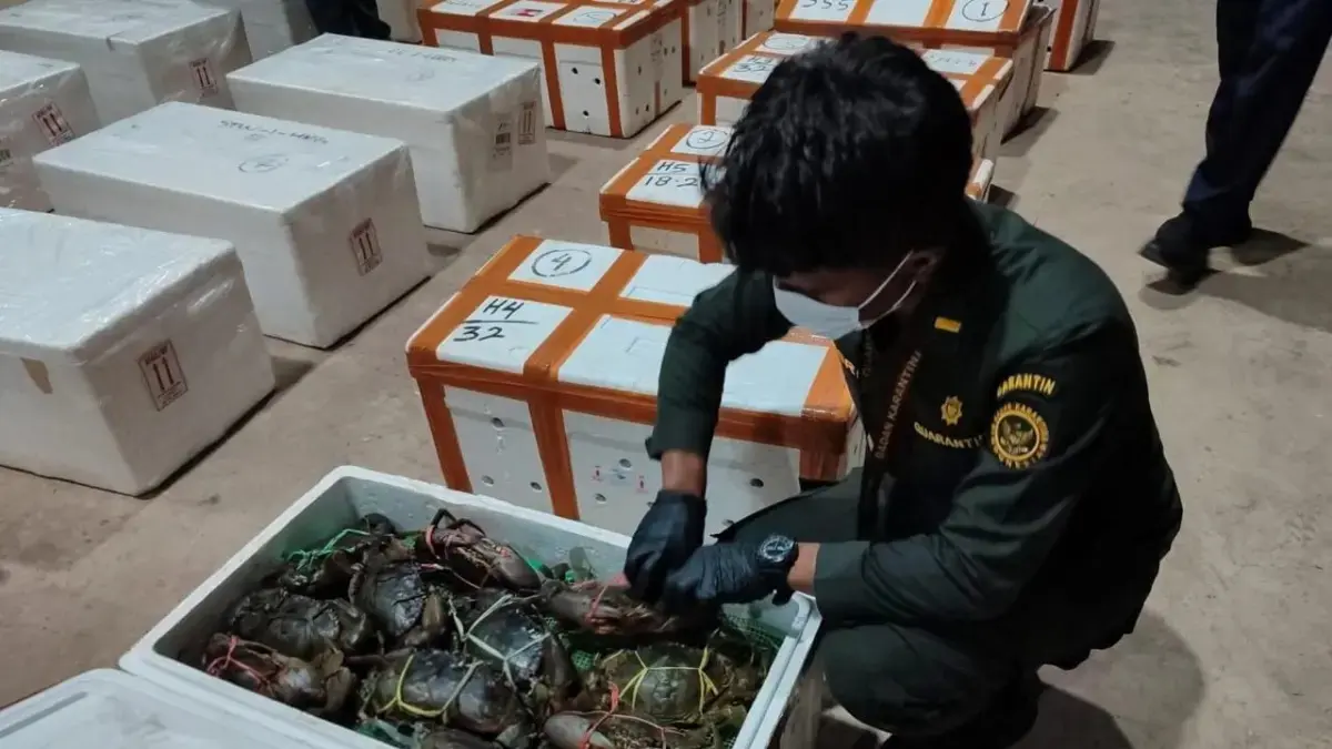 Kepiting bakau salah satu produk perikanan andalan Kaltara.