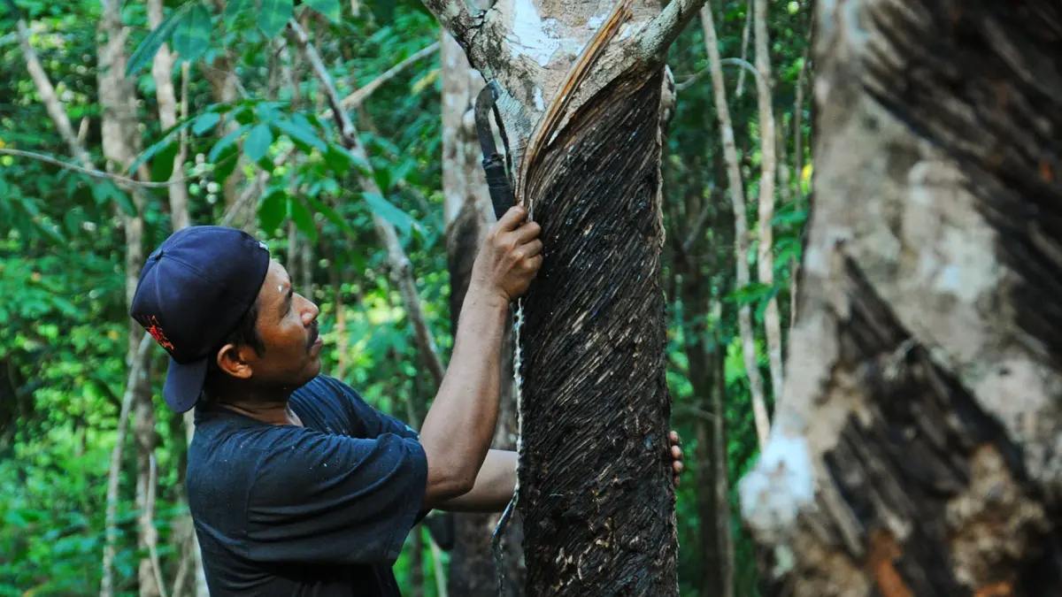 Potret petani di Kalimantan Barat saat menyadap karet di kebun.

