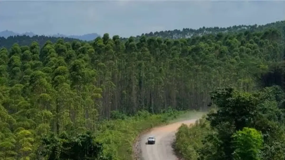 LAHAN:Otorita IKN meminta pemerintah daerah menghentikan penerbitan surat tanah dan dokumen kependudukan di kawasan hutan.(IST)