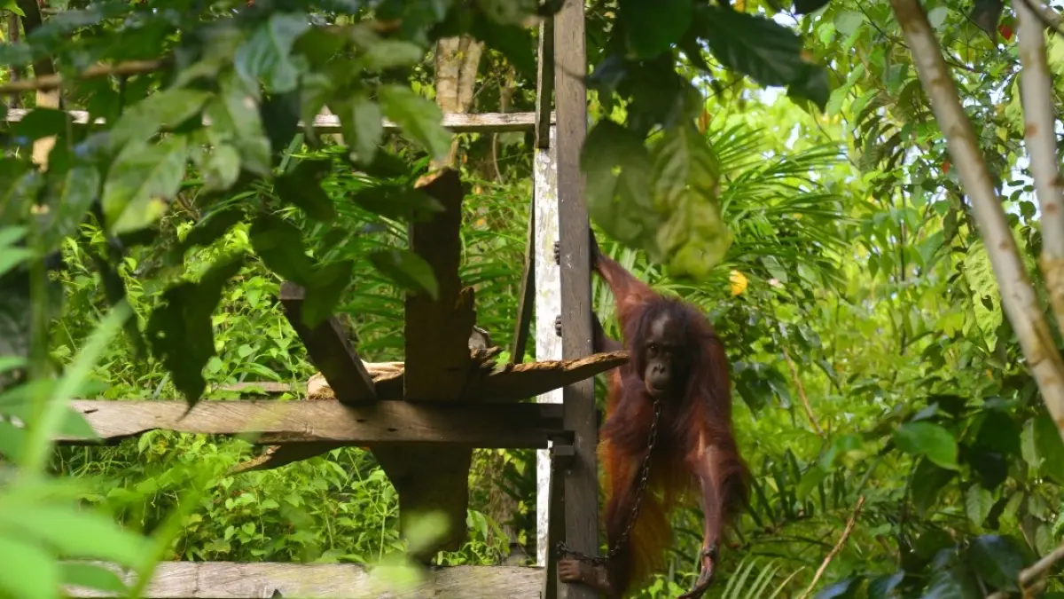 Orangutan yang dilepasliarkan.