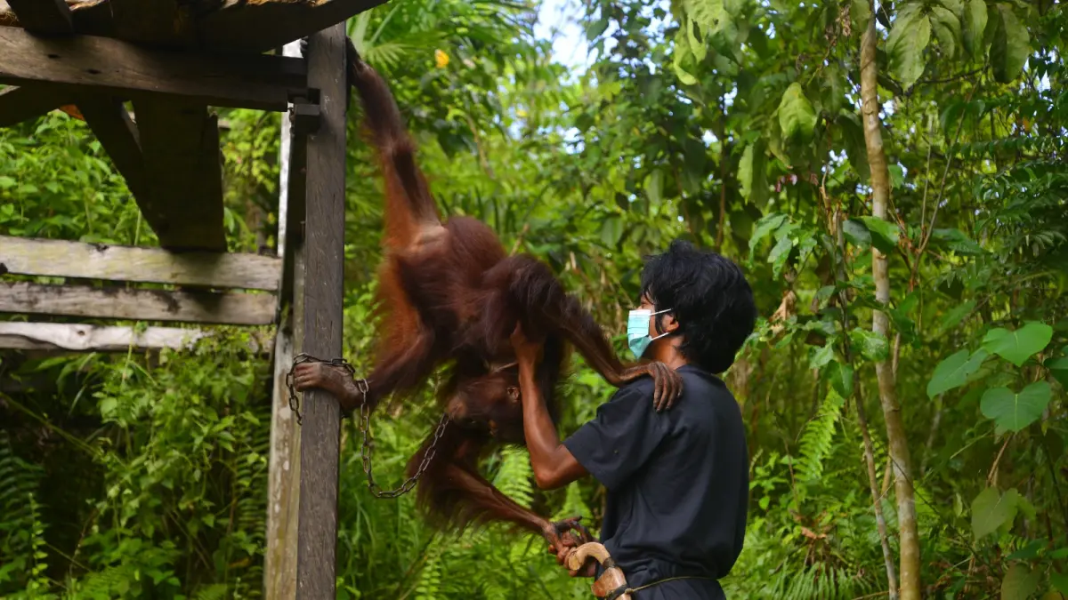 Pelepasliaran orangutan.
