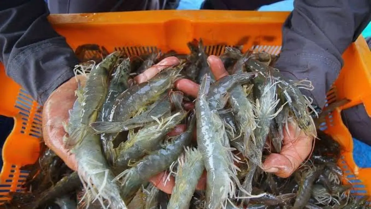 Udang windu, salah satu komoditas perikanan andalan Kaltim.