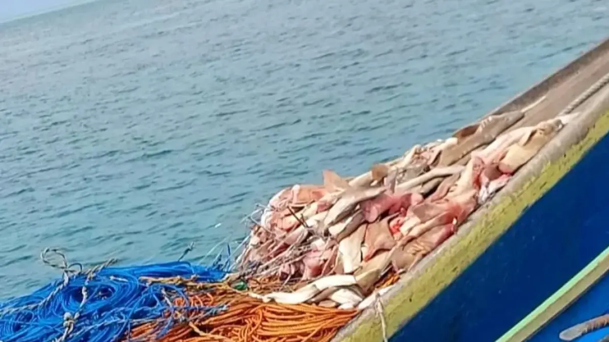 puluhan ekor hiu yang dibantai oleh oknum nelayan di kawasan wisata bahari Pulau Derawan, memicu kecaman keras dari komunitas penyelam dan pegiat lingkungan Berau.
