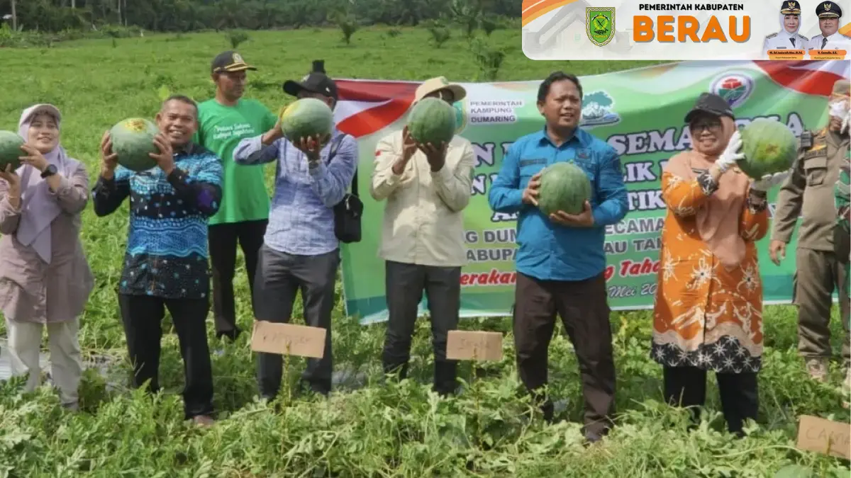PANEN RAYA: Kampung Dumaring, Kecamatan Talisayan, Berau, berhasil menghasilkan semangka 20 ton dari lahan tidur seluas 1,5 hektare tahun 2026 ini. IST/PROKOPIM