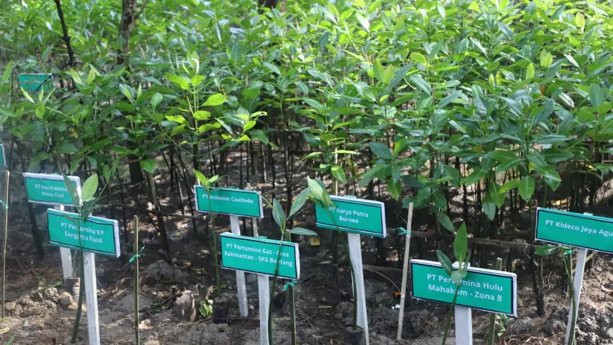 Ilustrasi mangrove