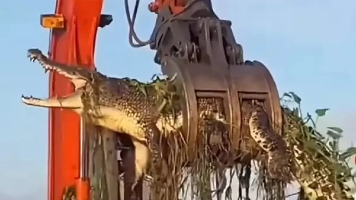  Petugas bersama warga akhirnya mendatangkan alat berat jenis excavator untuk membantu proses evakuasi buaya raksasa. (Foto Ist)